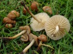 Marasmius_oreades