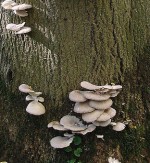 Pleurotus_ostreatus_JPG6