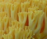 Ramaria aurea