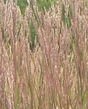 Andropogon-gerardii-2