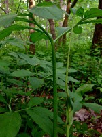 Arisaema_dracontium_-_Green_Dragon