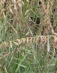 Bouteloua curtipendula