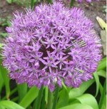 allium-aflatunense-2