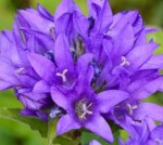 Campanula glomerata