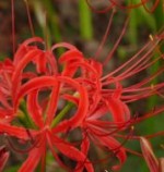 Lycoris radiata 2