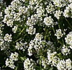 Scurvy-grass Cochlearia officinalis