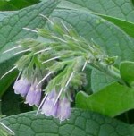 Symphytum officinale comfrey