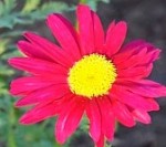 Tanacetum coccineum2