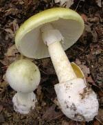 Amanita_phalloides_