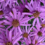 Aster mellus 2