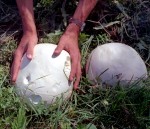 Calvatia gigantea