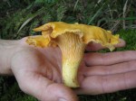 Cantharellus_cibarius