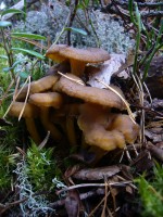 Chanterelle tubular