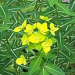 Euphorbia wallichii 2