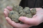 Tuber melanopsorum Black Truffle