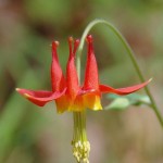 Aquilegia formosa 3