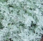 Artemisia-stelleriana 2