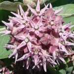 Asclepias_speciosa4