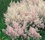 Astilbe roseae