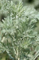 Artemisia_arborescens2