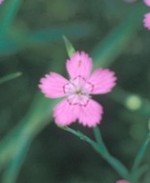 dianthus-deltoides3