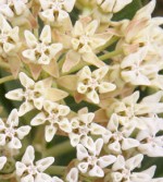 Asclepias Hallii5