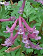 Corydalis-solida