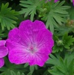 Geranium sanguineum bloody cranesbill