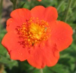 Geum borisii