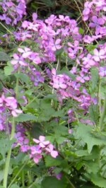 Lunaria annua fl