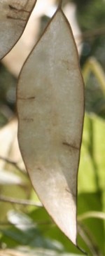 Lunaria_redivivapods