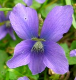 Viola papilionacaea or sororia