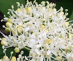 cornus-alternifolia