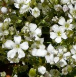 gypsophila_repens_alba