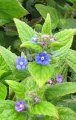 pentaglottis sempervirens