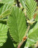 Alnus-incana-ssp-rugosa