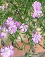 Gypsophila_muralis