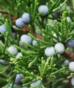Juniperus virgiana