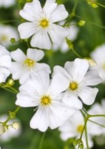 gypsophila-elegans Covent Garden