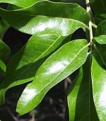 Quercus-imbricaria2