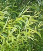 Salix and S -caroliniana-multi-stemmed