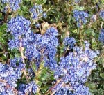 Ceanothus 'Blue Sapphire'