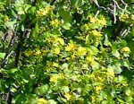 Ribes aureum2