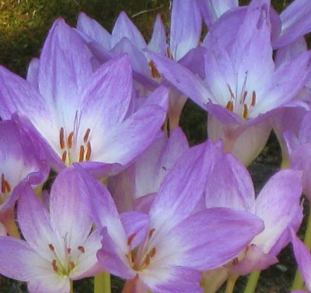 Poisonous Plants Autumn Crocus (Colchicum autumnale)