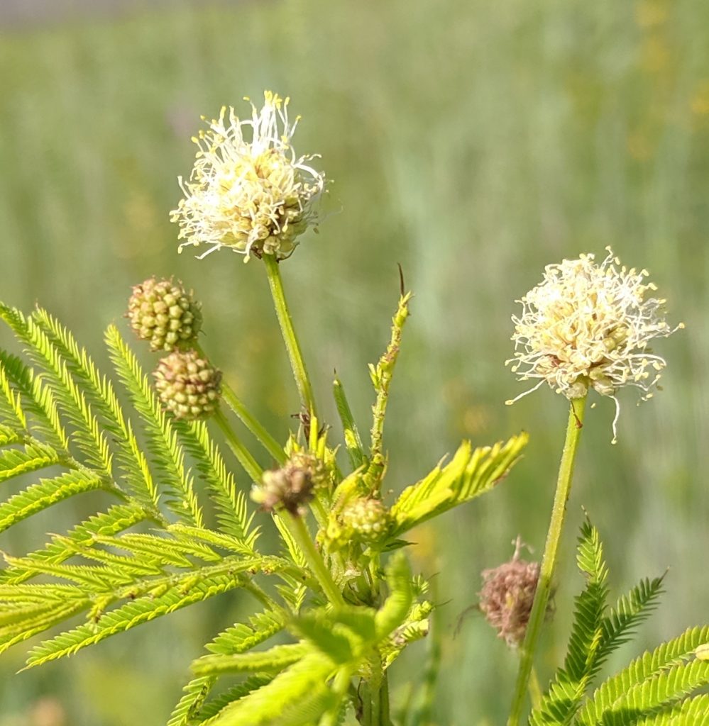 Invasive Plants and Their Native Alternatives Baby’s Breath
