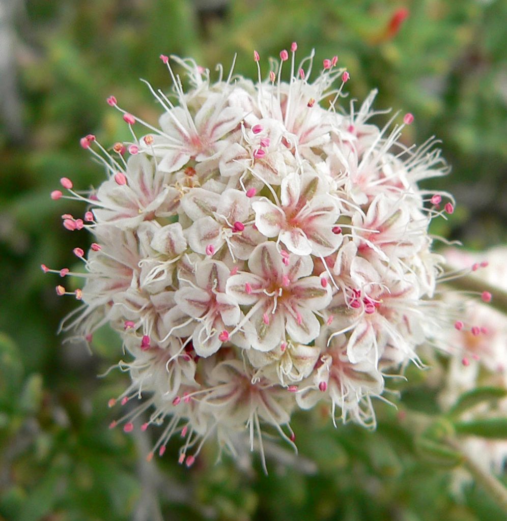 Plant Profile California Interior Buckwheat (Eriogonum fasciculatum