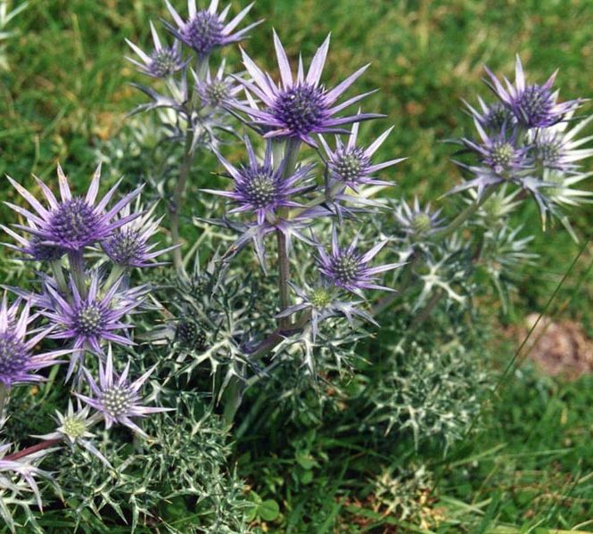 Plant Profile Mediterranean Sea Holly (Eryngium bourgatii