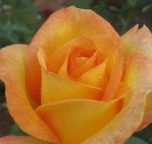 Plant Profile: Rose ‘Gold Medal’ – KarensGardenTips.com