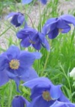 Aquilegia glandulosa 4