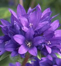 Campanula glomerata